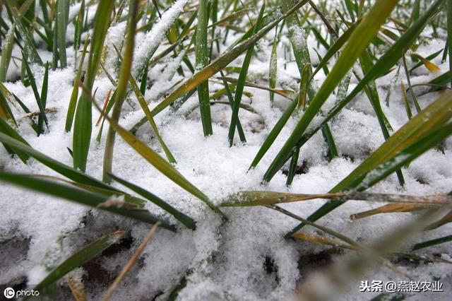 小麦过冬旱死了开春还有救吗,冻死的小麦开春还能活吗(3)