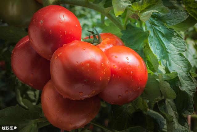 秋季番茄种植技术,番茄种植技术时间表(2)