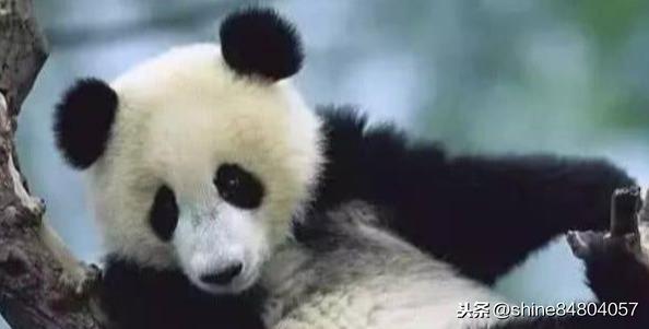 熊猫有趣的特点在哪,熊猫的七个特点(1)