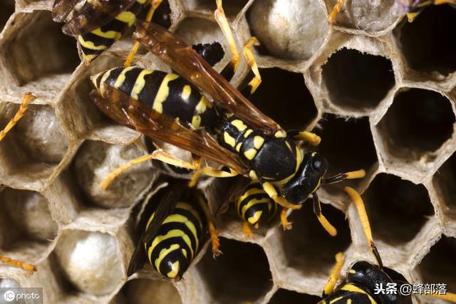 养蜂怕蜂蛰谁有好办法,如何养蜂不怕蛰人视频(3)