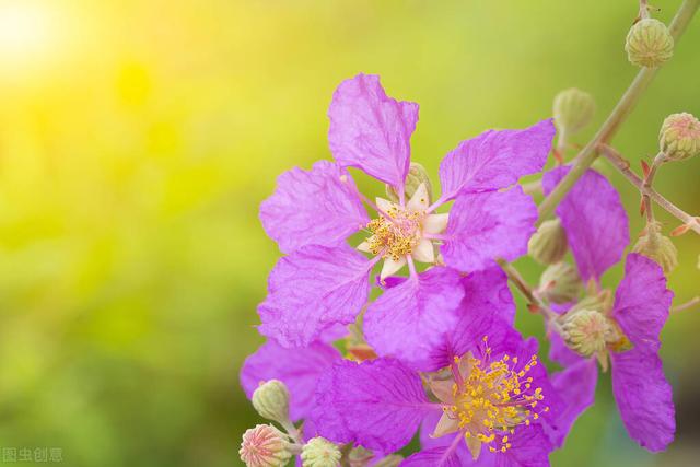 紫薇为什么又叫蚊子树,紫薇树木的特点(1)