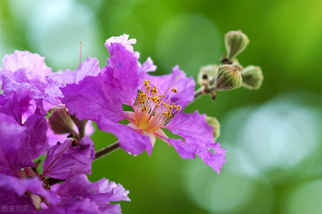 紫薇为什么又叫蚊子树,紫薇树木的特点(5)