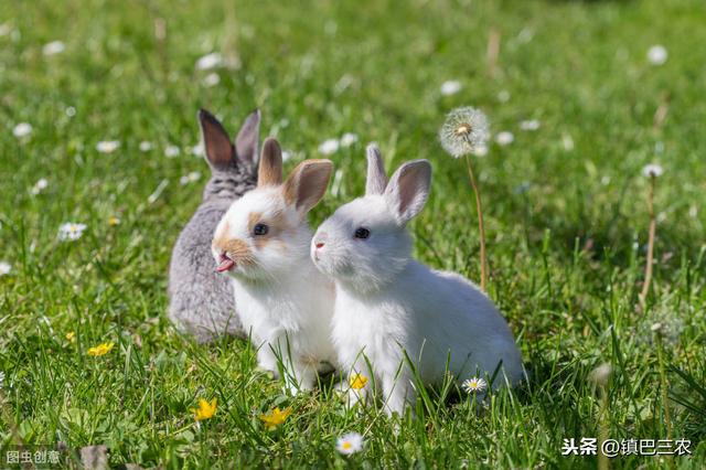兔子的外形特征和生活方式,兔子的外表特点(2)