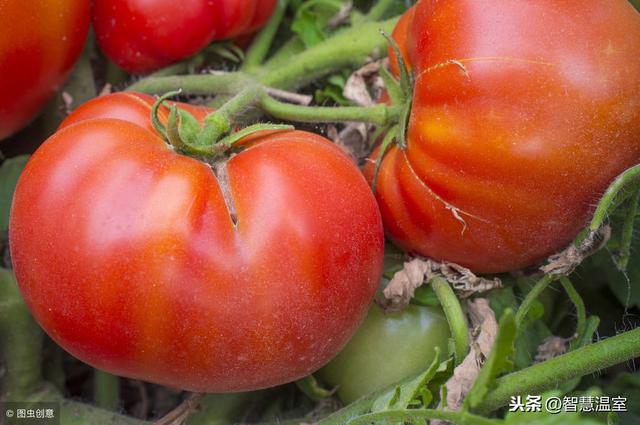 怎么种越冬西红柿高产,西红柿小苗多久可以长成大苗(3)
