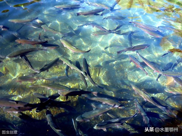 鳟鱼养殖技术简介,虹鳟鱼的养殖技术与经济效益(6)