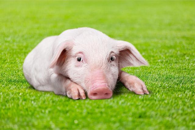 公猪一般多少公斤,公猪多少斤可以训练(3)