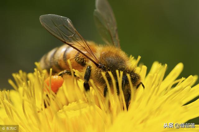 蜜蜂的采蜜范围,蜜蜂怎么采蜜有什么规律呢(4)