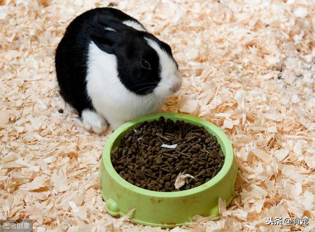 英国垂耳兔好养吗,垂耳兔的正确饲养方法(5)