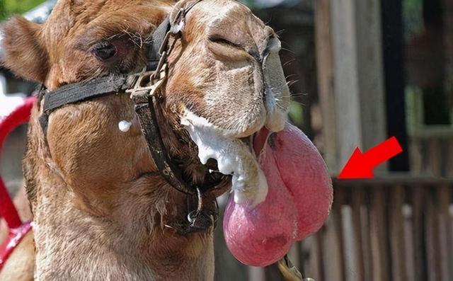 骆驼的繁殖方式有哪些,骆驼的繁衍方式和配对(2)