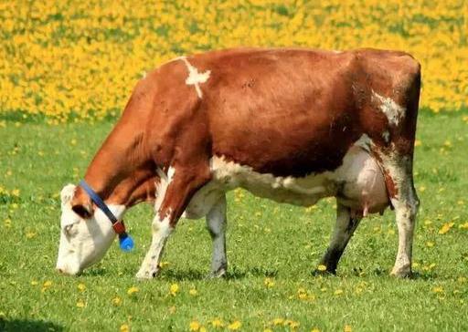 牛打栏一般几天能过劲,牛打栏一般多长时间过劲(2)