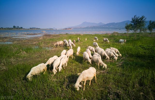 羊为什么吃草,为什么羊不怎么吃草(1)