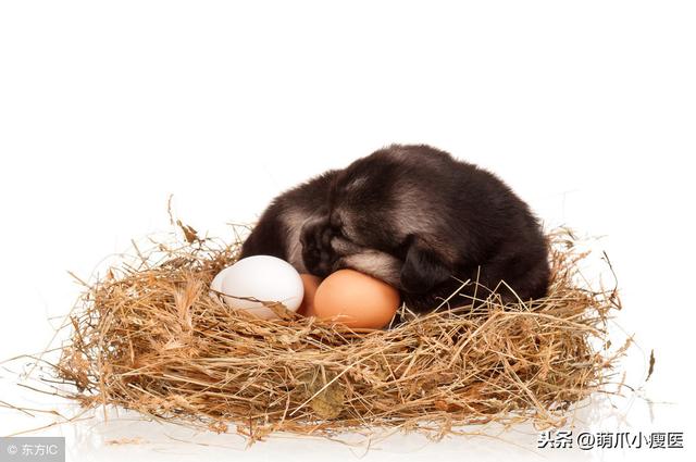 为什么狗不能吃鸡蛋,狗为什么不能吃鸡蛋黄(5)