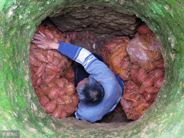 半地下红薯窖的建造,专业建地下红薯窖(2)