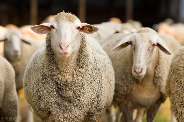 羔羊育肥几个月出栏,羔羊三个月育肥方法(2)