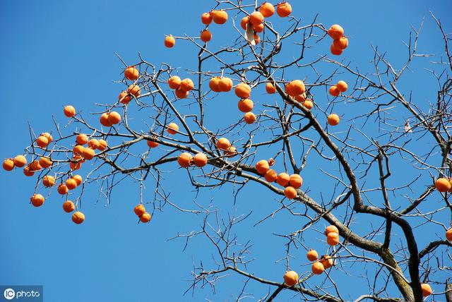 柿子树几月份栽最合适,柿子树种在哪里最吉利(4)