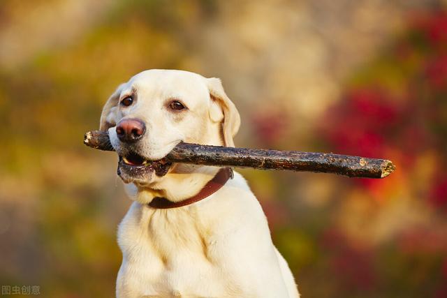 训练好的拉布拉多犬,怎么训练六个月的拉布拉多犬(2)