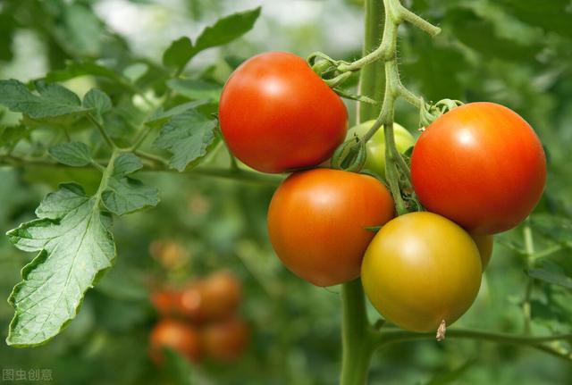 番茄用什么肥料最好,番茄浇水顺口溜(5)
