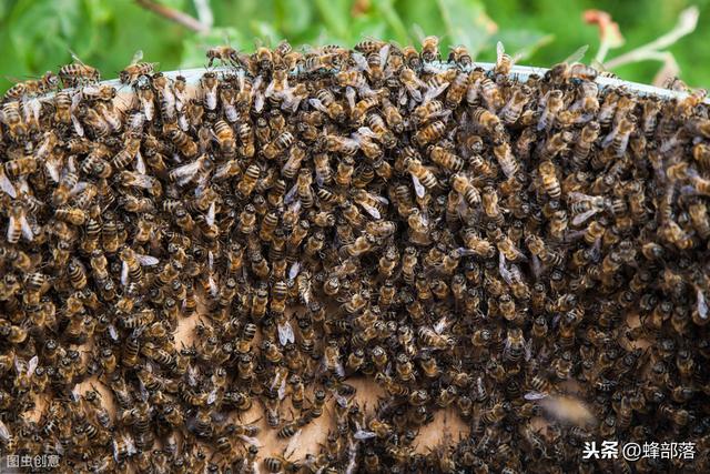 找蜂巢最简单的方法,找野蜂巢的最好方法(1)