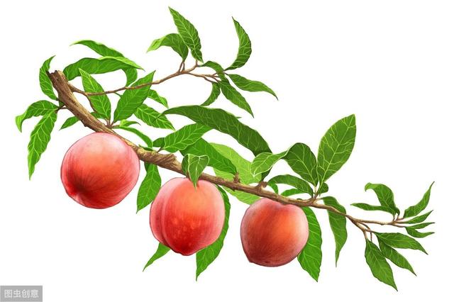 本地桃子种植方法,桃子家庭种植技术(3)