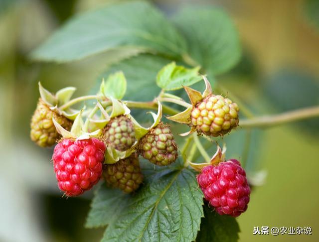 解冻红树莓怎么处理,红树莓用热水泡还是冷水泡(2)