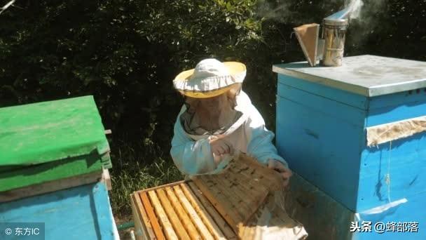 怎样从一个小白变成职业养蜂人,(1)