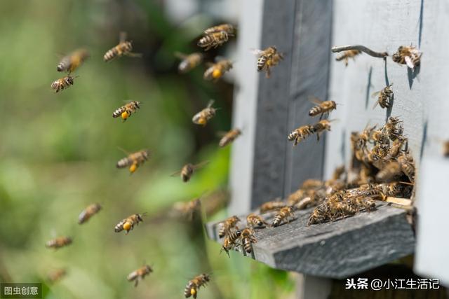 蜂叮了有土方法治疗吗,解蜂毒最快的方法(4)