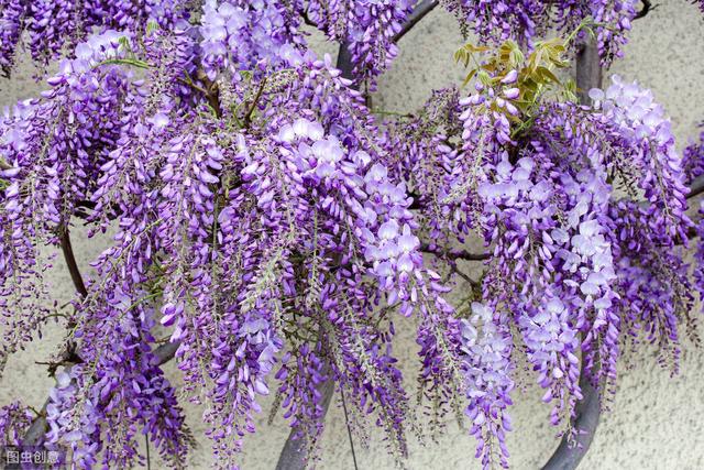 为什么我的紫藤每年都不开花,为何紫藤不开花(4)