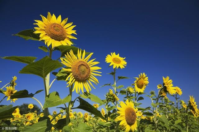 向日葵大面积种植时间和方法,大面积向日葵最佳种植时间(1)