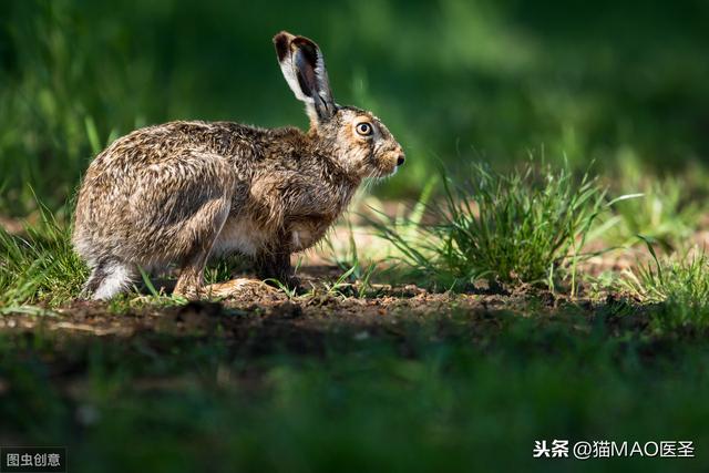 兔子一只腿有几个爪子,兔子的四条腿是一样长的吗(6)
