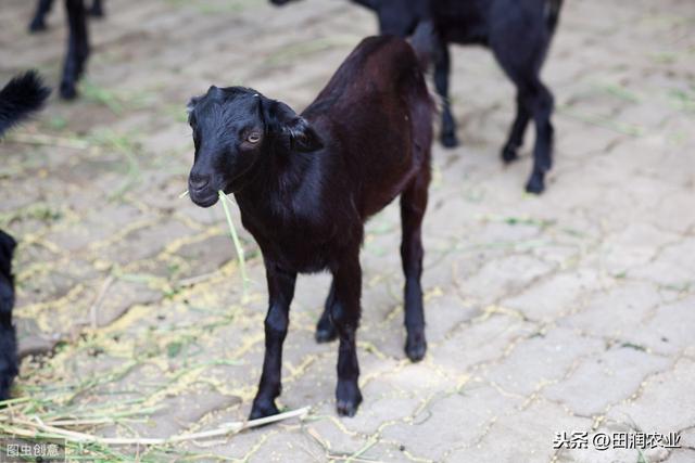 黑山羊养殖方法与管理,放养黑山羊的养殖技术和方法(1)