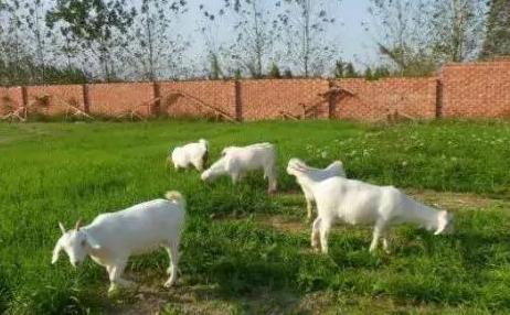 白山羊养殖新方法,白山羊适合养殖哪里(1)