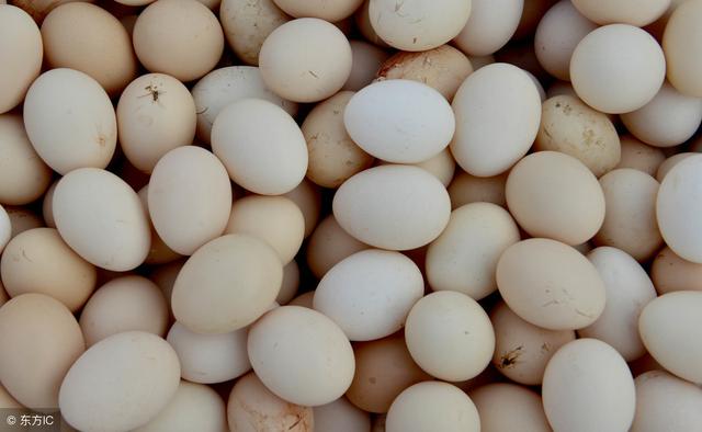 母猪吃生鸡蛋的作用,生鸡蛋对母猪的功效与作用(1)