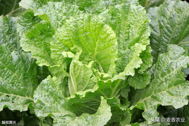 大白菜怎样防病虫害,大白菜的病虫害防治和管理图片(3)