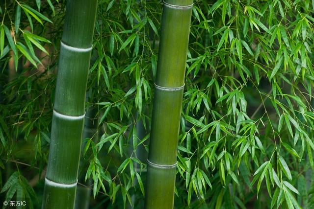 竹子最好的除根方法,烂竹根的药是叫什么药(1)