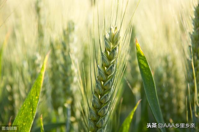 芸苔素打小麦最佳时间,小麦打芸苔素几天见效(3)