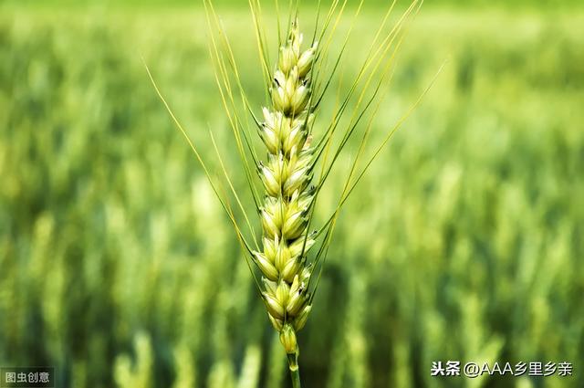 芸苔素打小麦最佳时间,小麦打芸苔素几天见效(2)