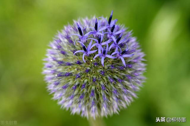 在菊花里怎么拍照最好看,怎样拍微距菊花照片(2)