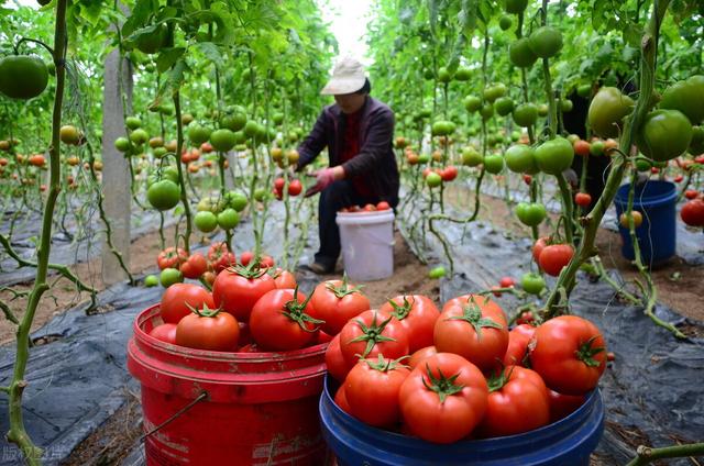 越冬番茄栽培技术,越冬番茄种植技术与管理法(4)
