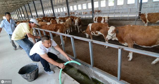 养牛的发酵床用什么材料做的,什么是发酵床养牛(4)
