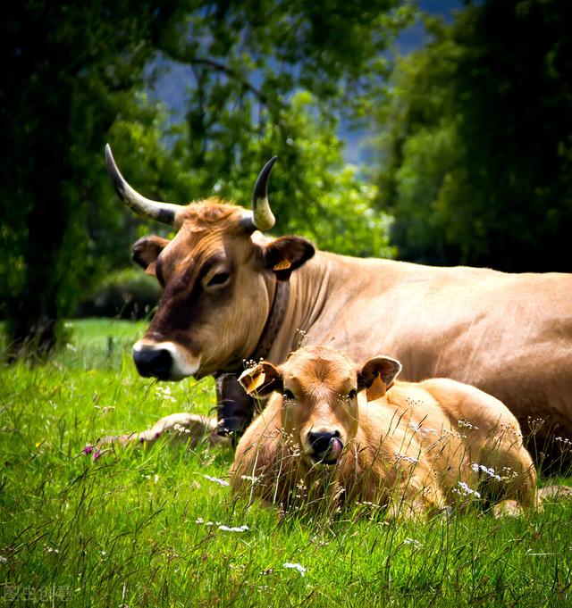 公牛和母牛有区别吗,怎样区分小公牛与母牛(1)