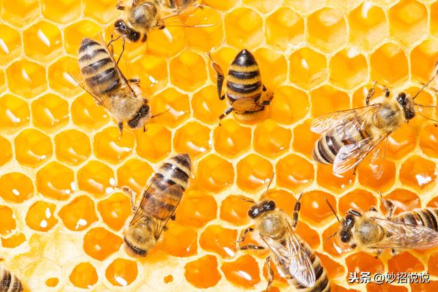 怎么辨别蜂蜜最简单方法,如何辨别真假蜂蜜教你一招(1)