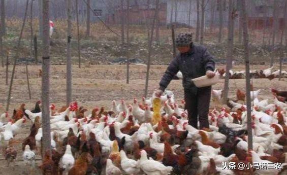 大蒜喂鸡有什么好处,土霉素加大蒜喂鸡主要治疗什么(3)