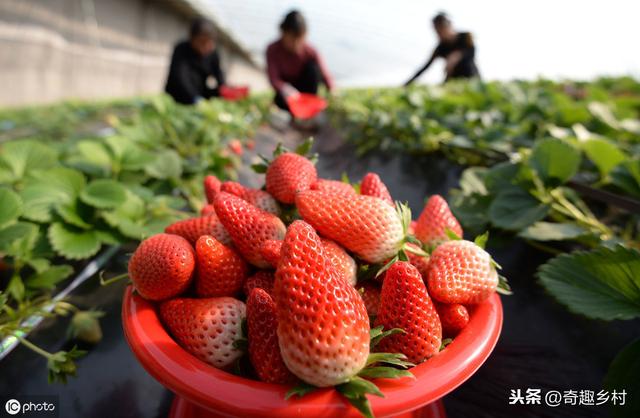 大棚草莓施肥诀窍,大棚草莓施肥方法如下(2)