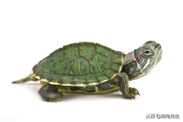 陆龟长寿有什么征兆,陆龟能活多少年(5)