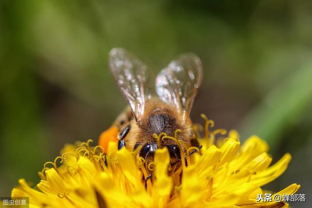 养蜂人一般寿命多少,养蜂10大忌口诀(3)