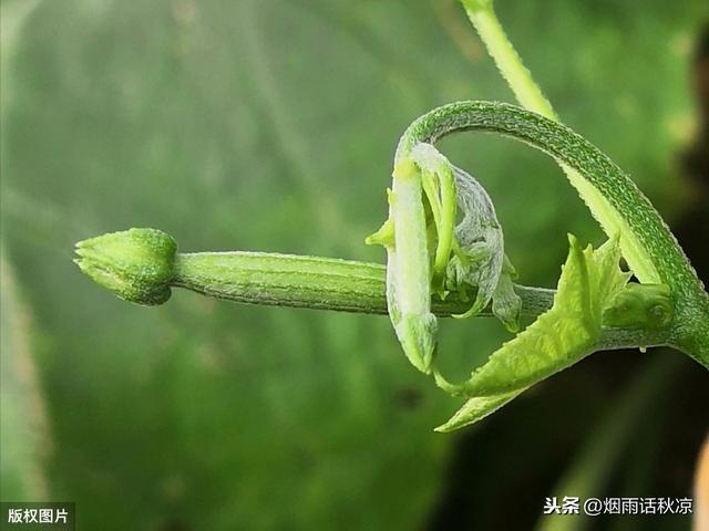 丝瓜太多吃不完怎么保存,吃不完的丝瓜怎么样保存在冬天吃(3)