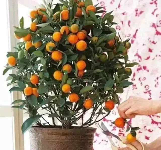 橘子盆栽种植方法图片,橘子盆栽移栽方法(6)