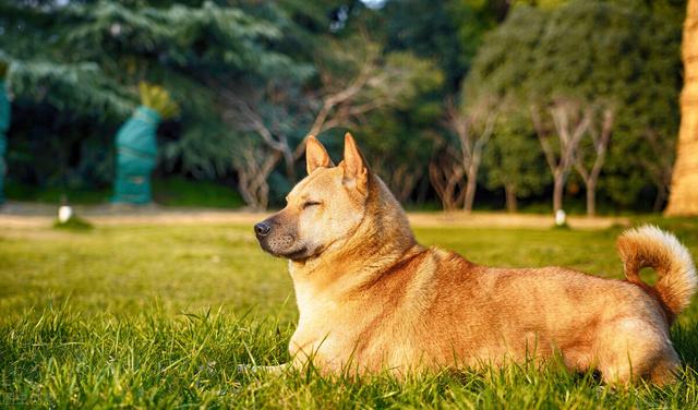 波尔多犬有几种毛色,波尔多犬智商排名(1)