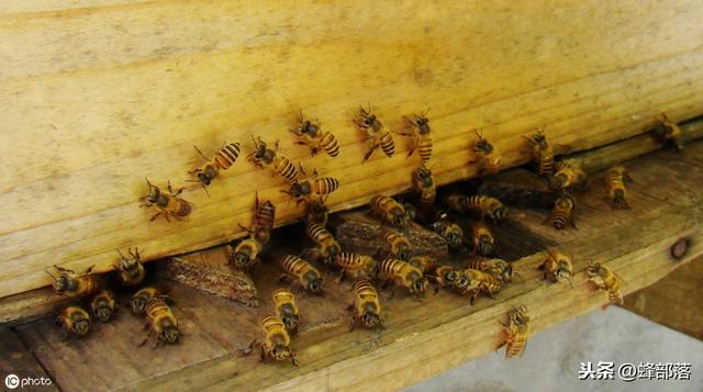 新收的蜜蜂要关几天,刚收回一窝蜜蜂要几天才有新蜂(1)
