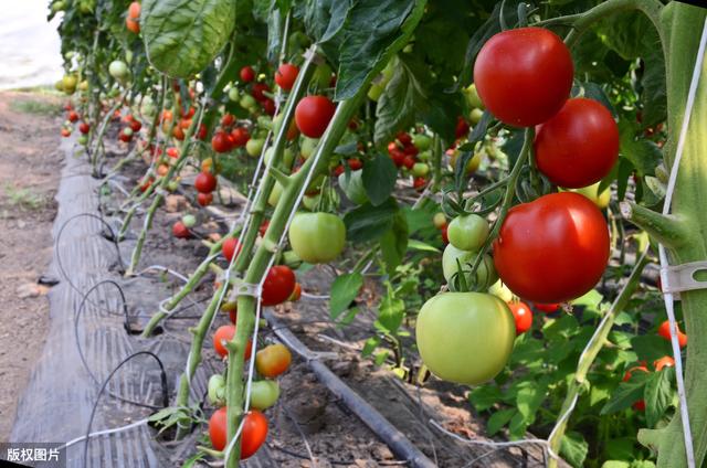 秋季番茄种植技术,番茄种植技术时间表(1)